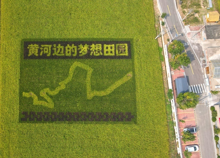 济南:黄河岸边稻花香,风吹稻穗话丰年