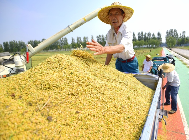 济南:黄河岸边稻花香,风吹稻穗话丰年