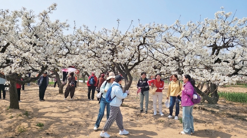 济南:以花为媒、以节邀客乡村振兴