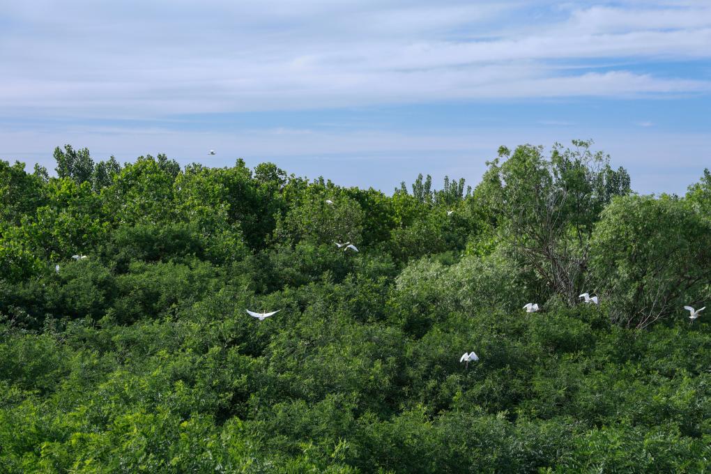 从种树到护鸟——山东聊城茌平国有