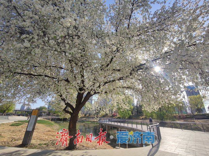 一树成景醉泉城 杜梨花开似“棉花糖”
