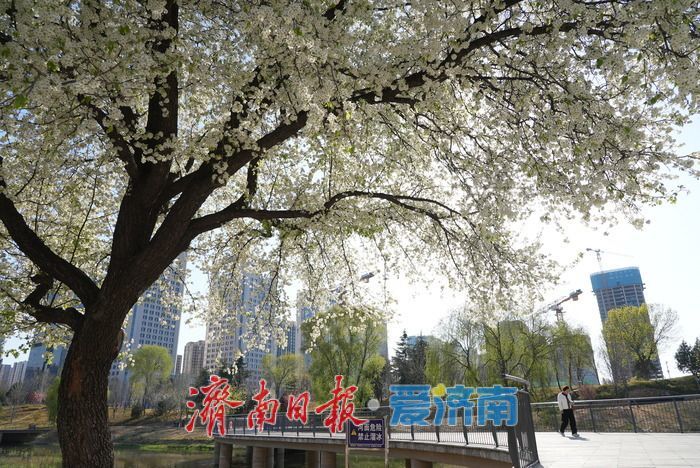一树成景醉泉城 杜梨花开似“棉花糖”