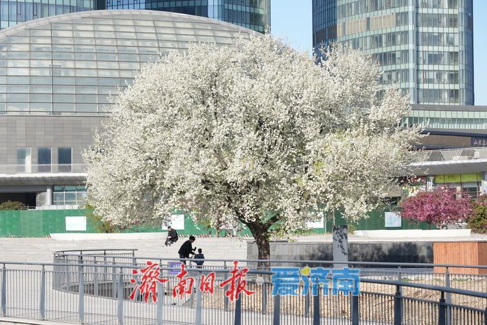 一树成景醉泉城 杜梨花开似“棉花糖”