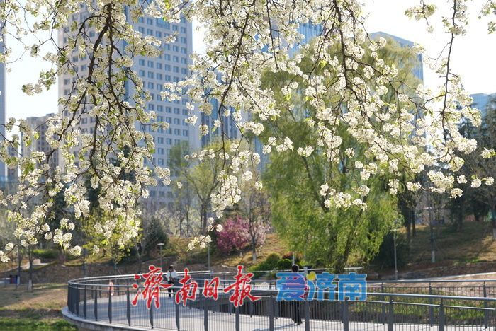 一树成景醉泉城 杜梨花开似“棉花糖”
