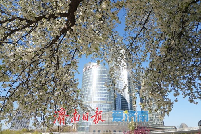 一树成景醉泉城 杜梨花开似“棉花糖”