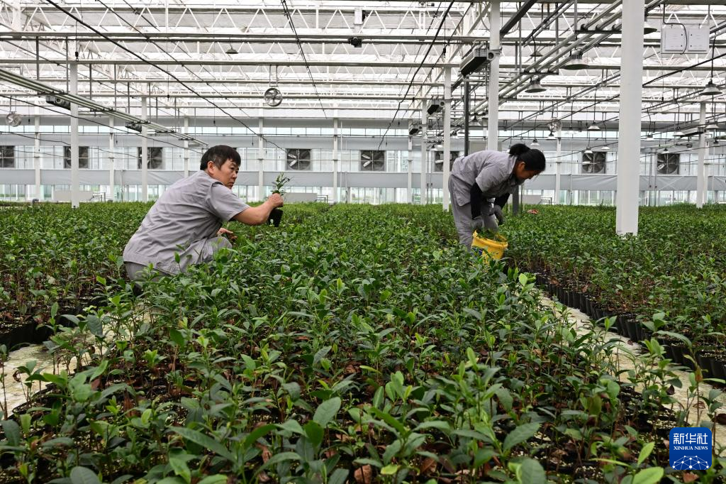 山东日照：绿水青山飘茶香-新华社