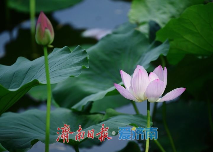 一年四季 泉在济南丨荷红叶绿满城香,大明湖首批荷花盛夏绽放