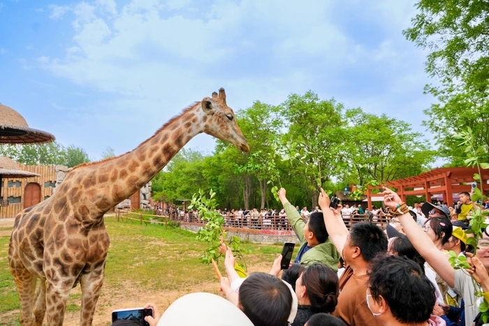 五一假期济南野生动物世界累计接待游客12万人次