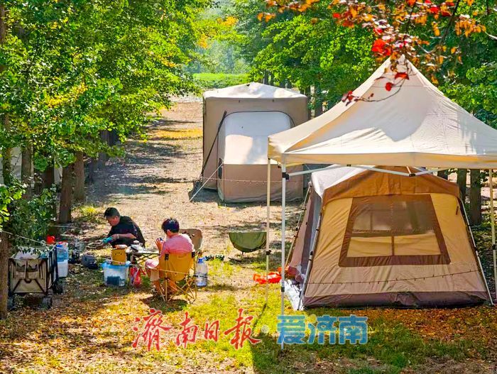 秋日限定!市民扎堆黄河银杏林,野炊成周末休闲新时尚