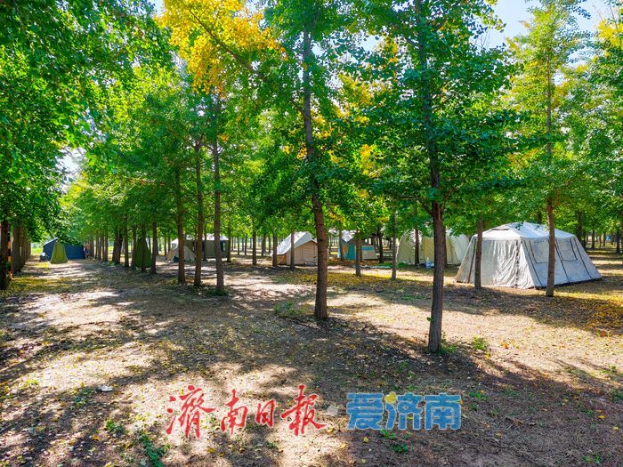 秋日限定!市民扎堆黄河银杏林,野炊成周末休闲新时尚