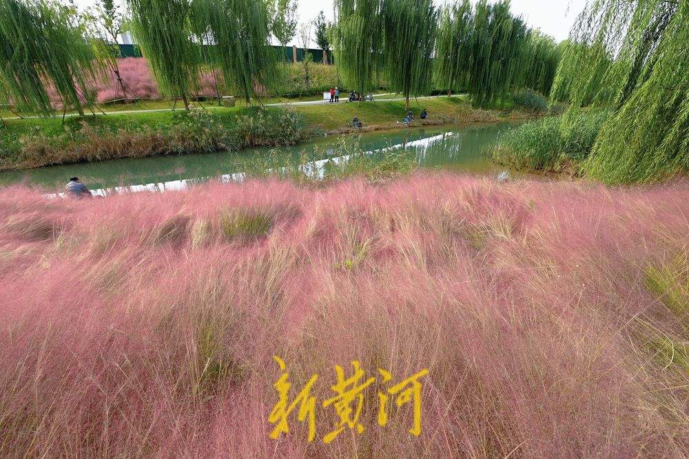 秋日浪漫济南 龙脊河畔粉黛乱子草进入盛花期