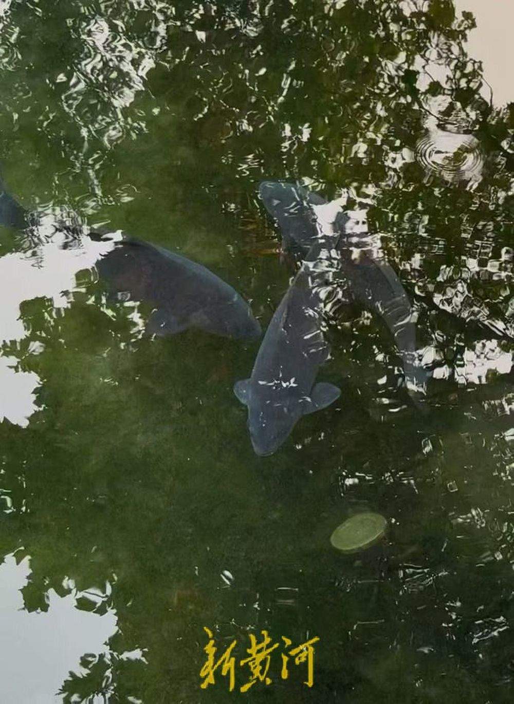 趵突泉“猪鲤”超重,景区工作人员友情提示“再喂就嘎了”