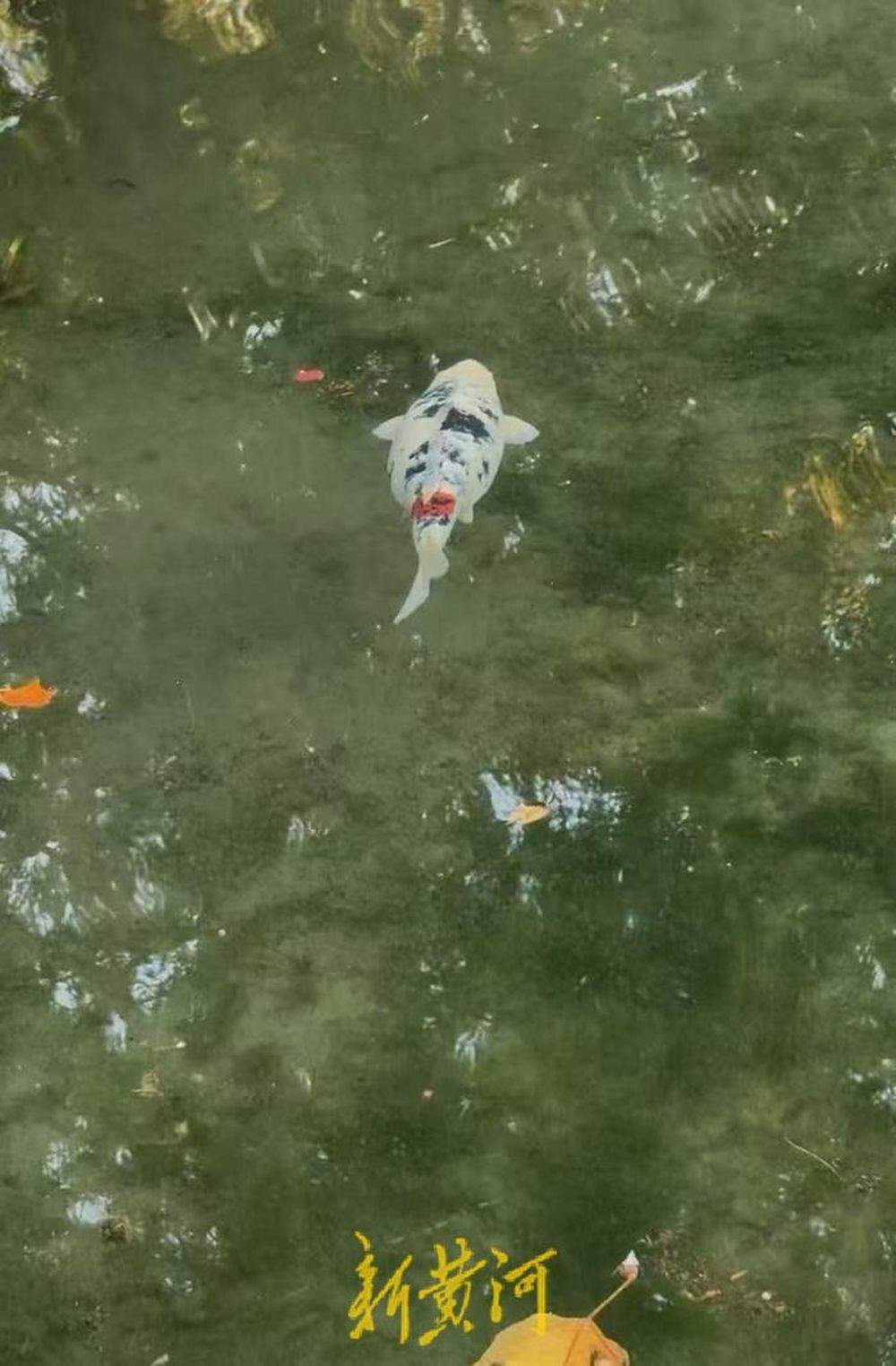 趵突泉“猪鲤”超重,景区工作人员友情提示“再喂就嘎了”