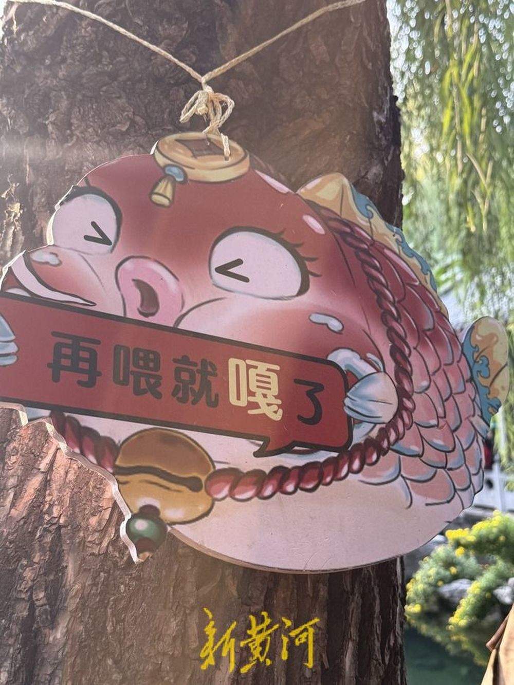 趵突泉“猪鲤”超重,景区工作人员友情提示“再喂就嘎了”