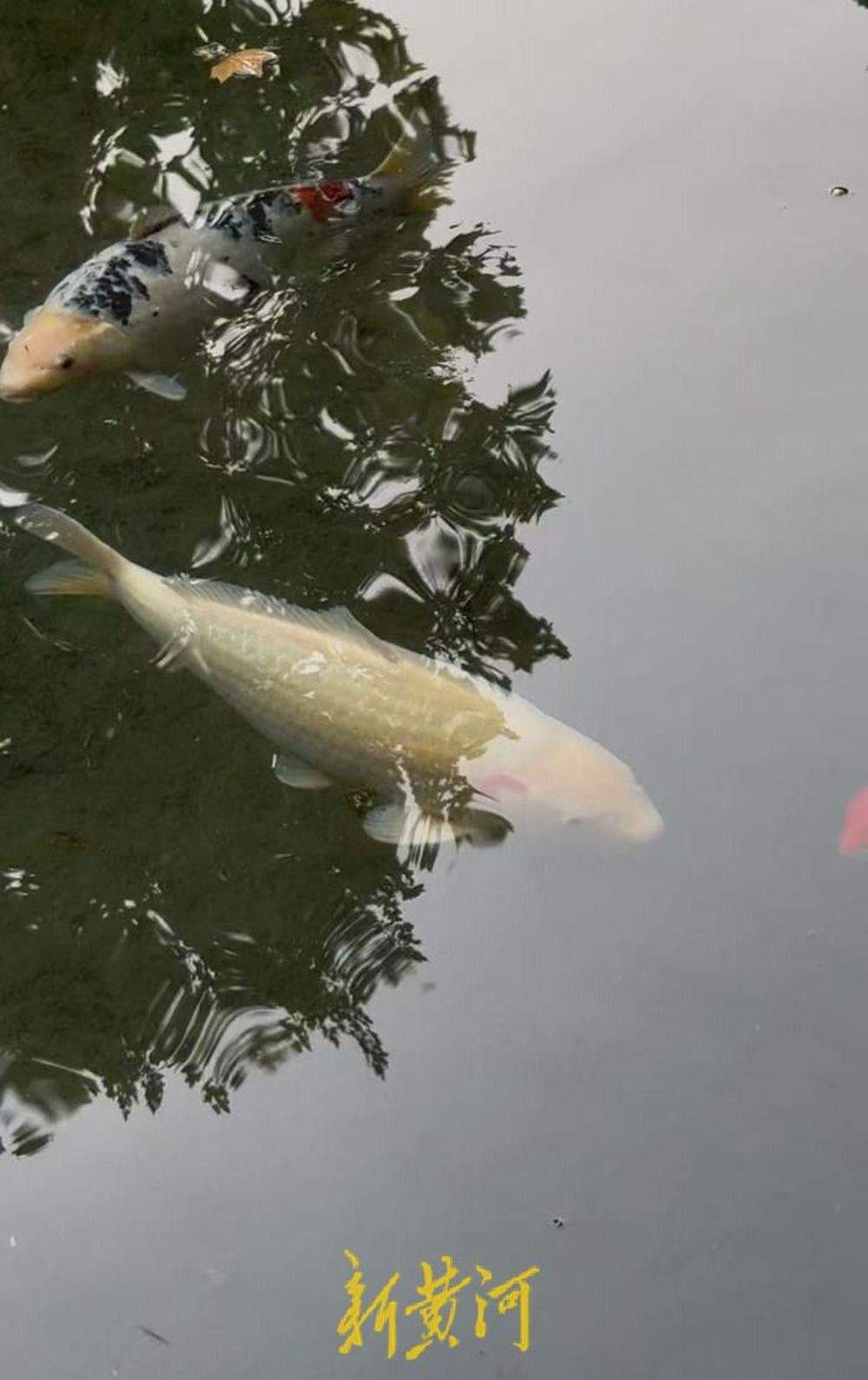 趵突泉“猪鲤”超重,景区工作人员友情提示“再喂就嘎了”