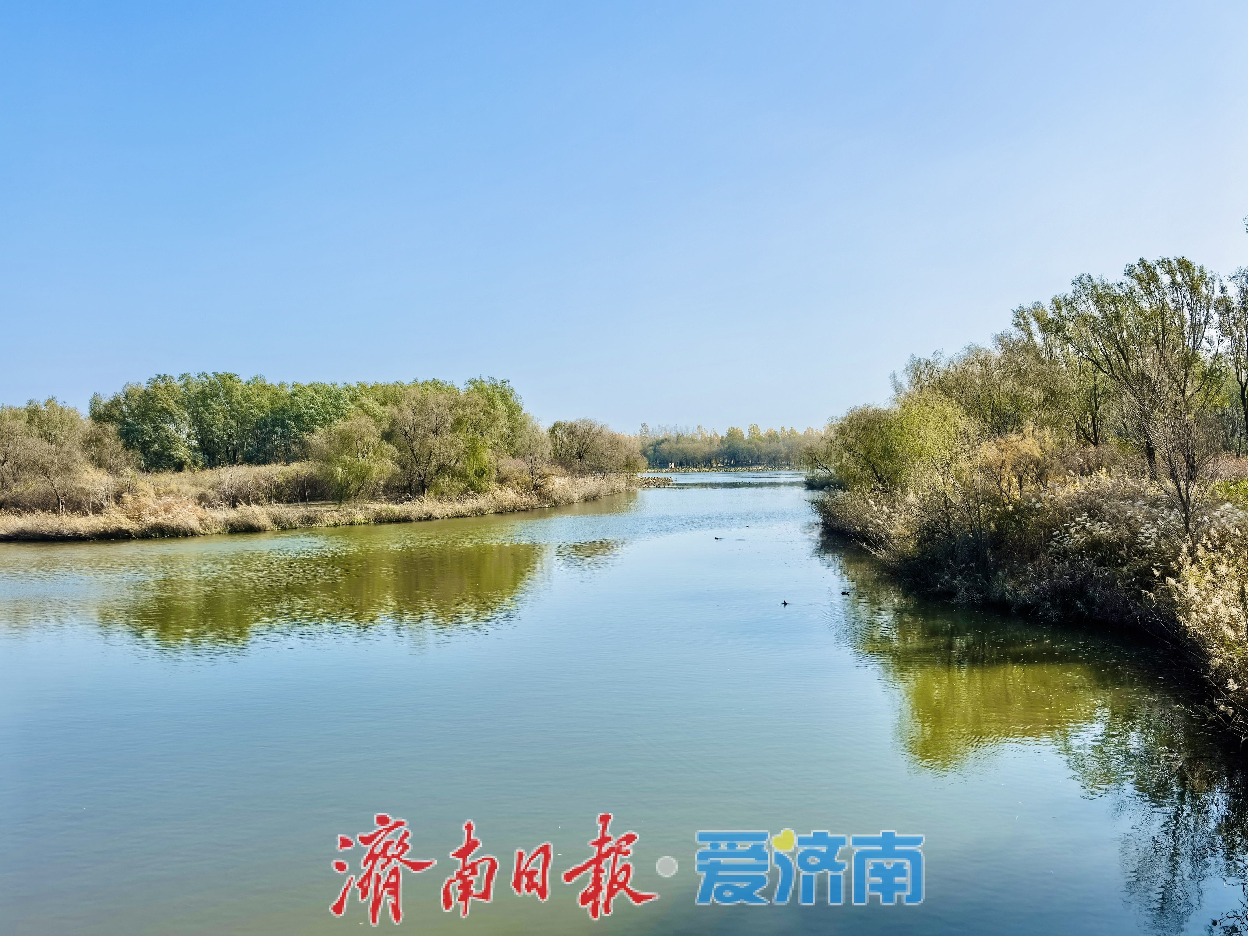 一年四季 泉在济南丨济西湿地秋意浓：水鸟翩跹戏碧波，生态画卷入眼来