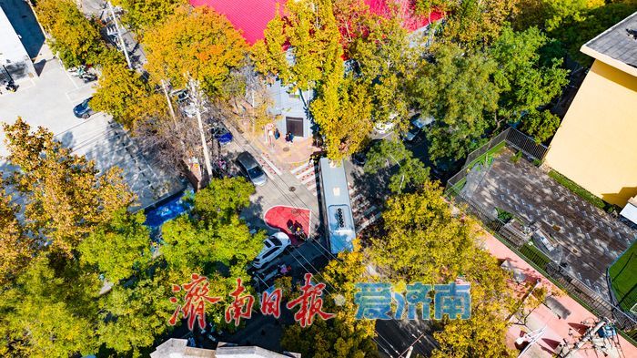 树影婆娑间,邂逅济南最温柔的秋天