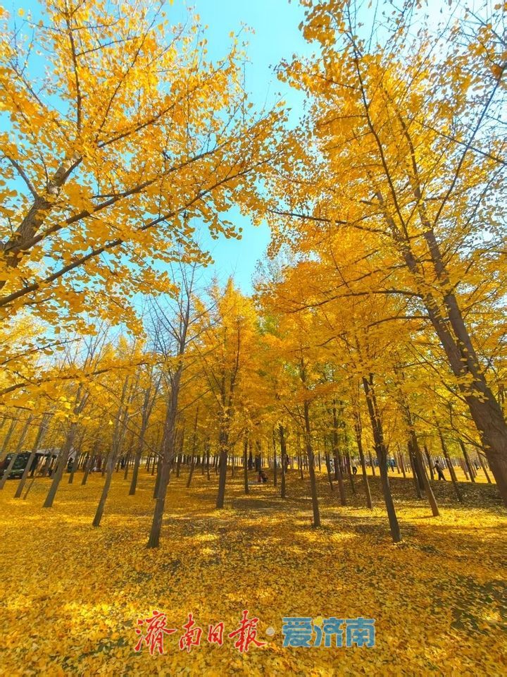 黄河银杏：初冬不褪的金黄盛景