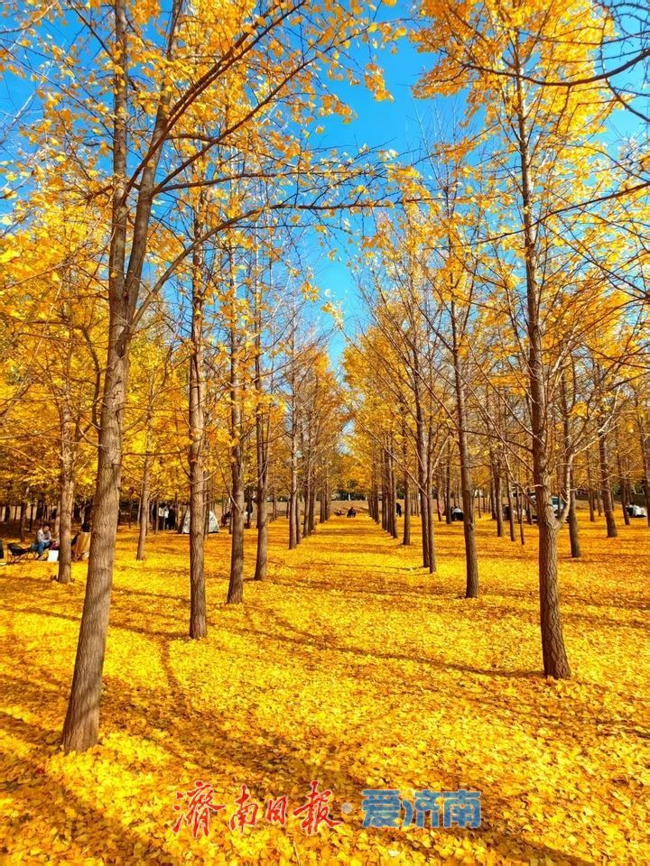 黄河银杏：初冬不褪的金黄盛景