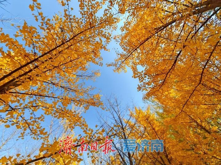 黄河银杏：初冬不褪的金黄盛景