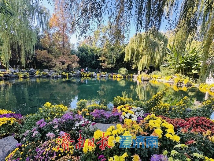 泉映蓝天柳拂岸 初冬趵突泉藏清趣