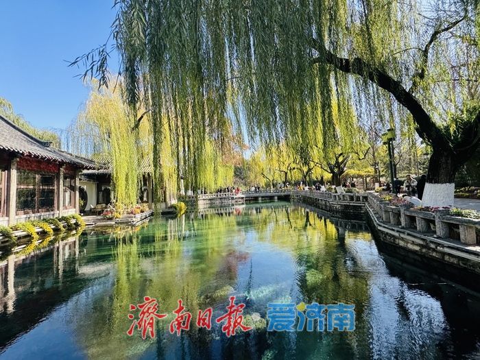 泉映蓝天柳拂岸 初冬趵突泉藏清趣