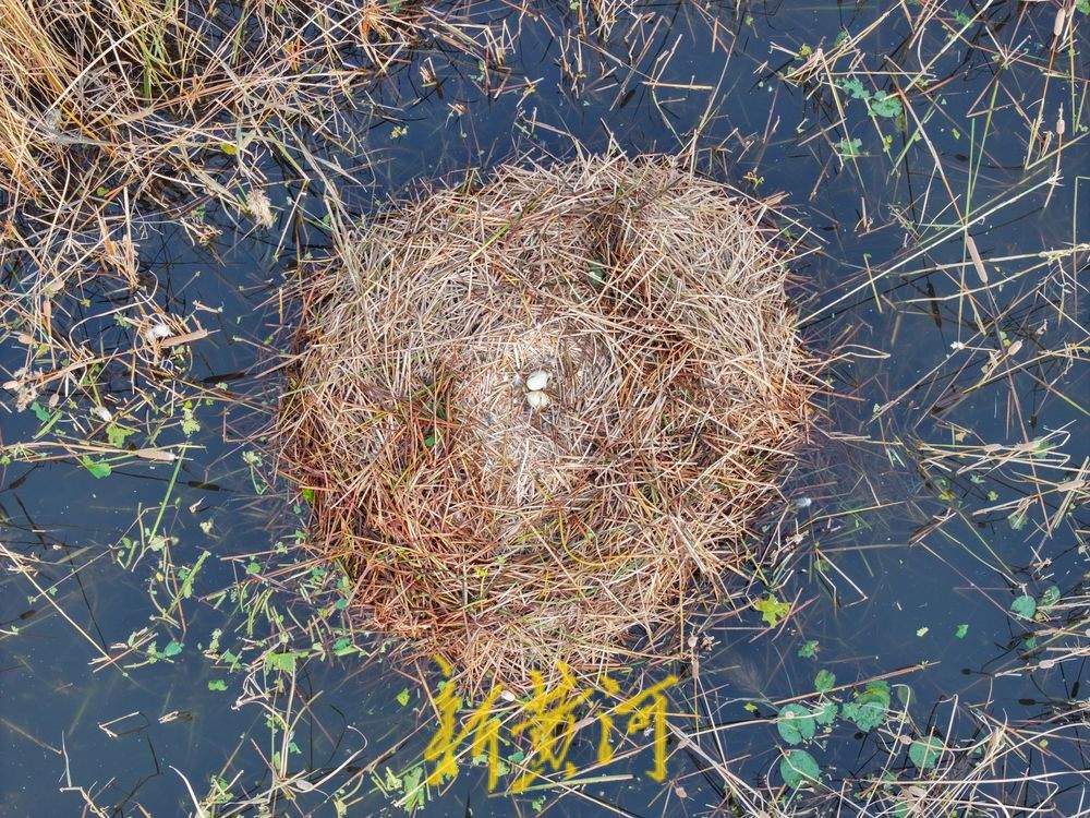 萌化了!跟着黑天鹅宝宝畅游济南华山湖