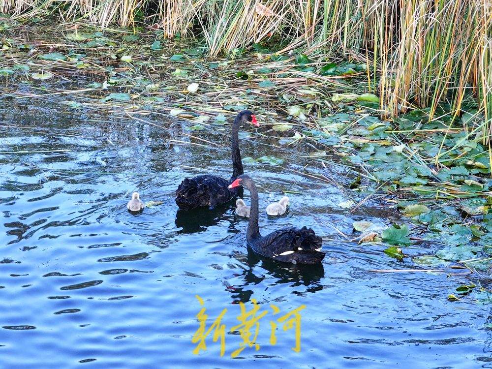 萌化了!跟着黑天鹅宝宝畅游济南华山湖