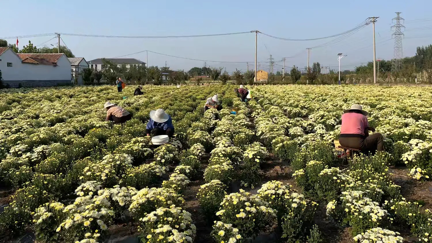 简篇-章丘:跨村联建“手拉手”,全域振兴“步步高”!