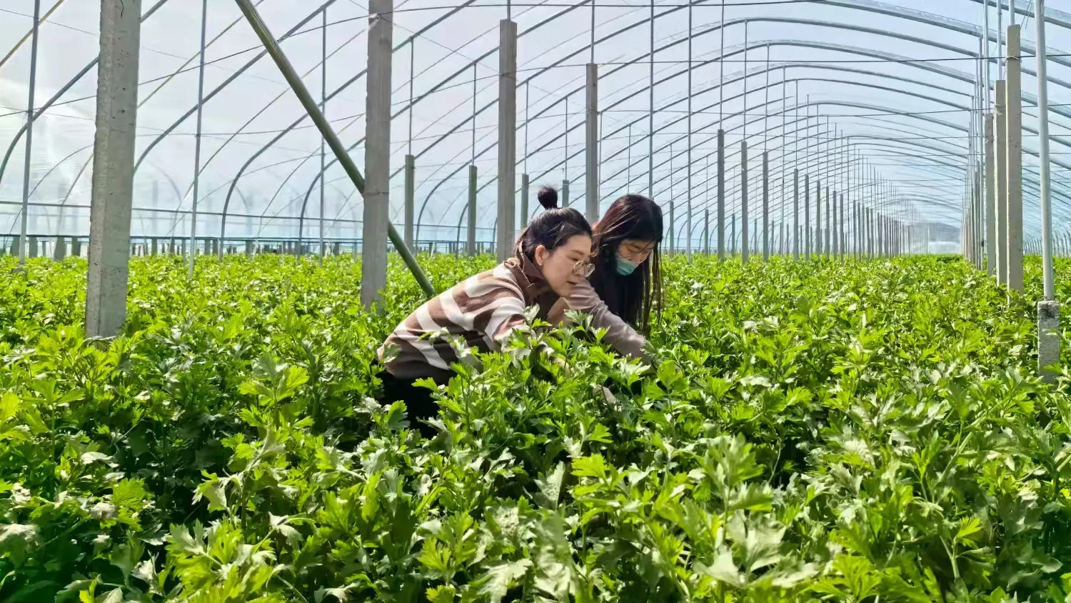 简篇-章丘:跨村联建“手拉手”,全域振兴“步步高”!