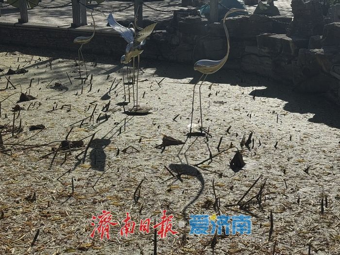 暖阳映残荷 冬日荷景绘就诗意画卷