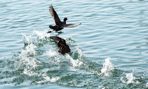 白骨顶鸡逐浪大明湖见证泉城生态之美
