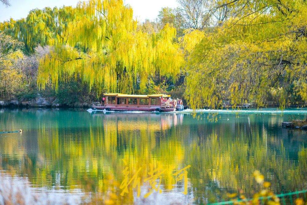 冬日暖阳映照大明湖 金黄垂柳装点“秋韵冬景”