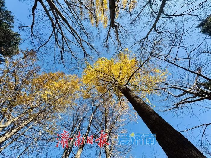 泉城公园银杏叶铺金 市民游客打卡赏冬景