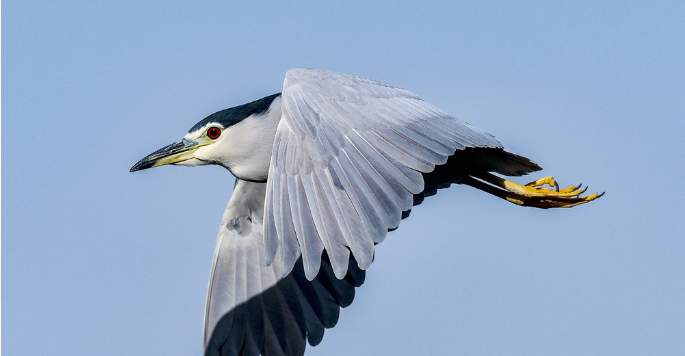 一年四季 泉在济南丨鹭鸟栖息大明湖越冬 五连拍看鸟儿踏水觅食