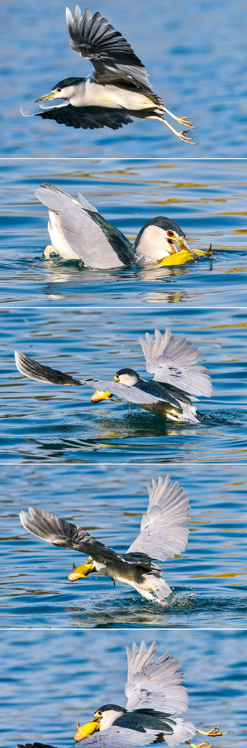 一年四季 泉在济南丨鹭鸟栖息大明湖越冬 五连拍看鸟儿踏水觅食