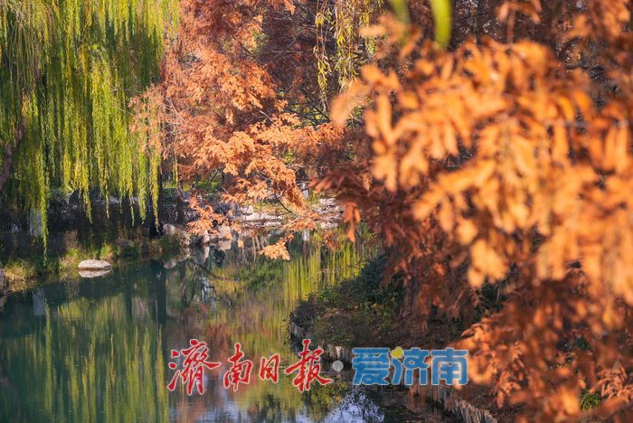 大明湖四象限机位 褚红杉林美到出圈