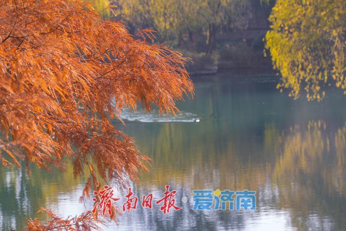 大明湖四象限机位 褚红杉林美到出圈