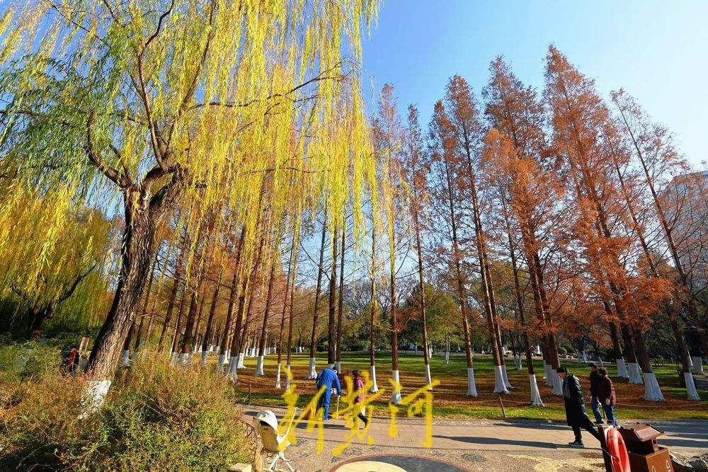 五龙潭水杉翠柳相映，红绿相间扮靓泉城冬日