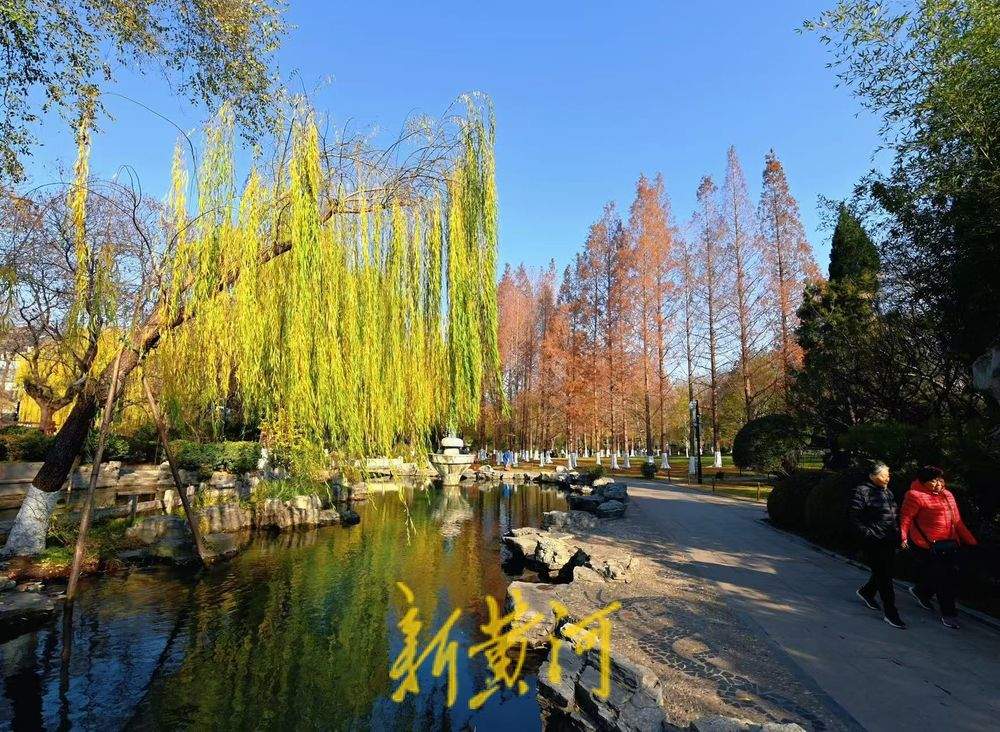 五龙潭水杉翠柳相映，红绿相间扮靓泉城冬日