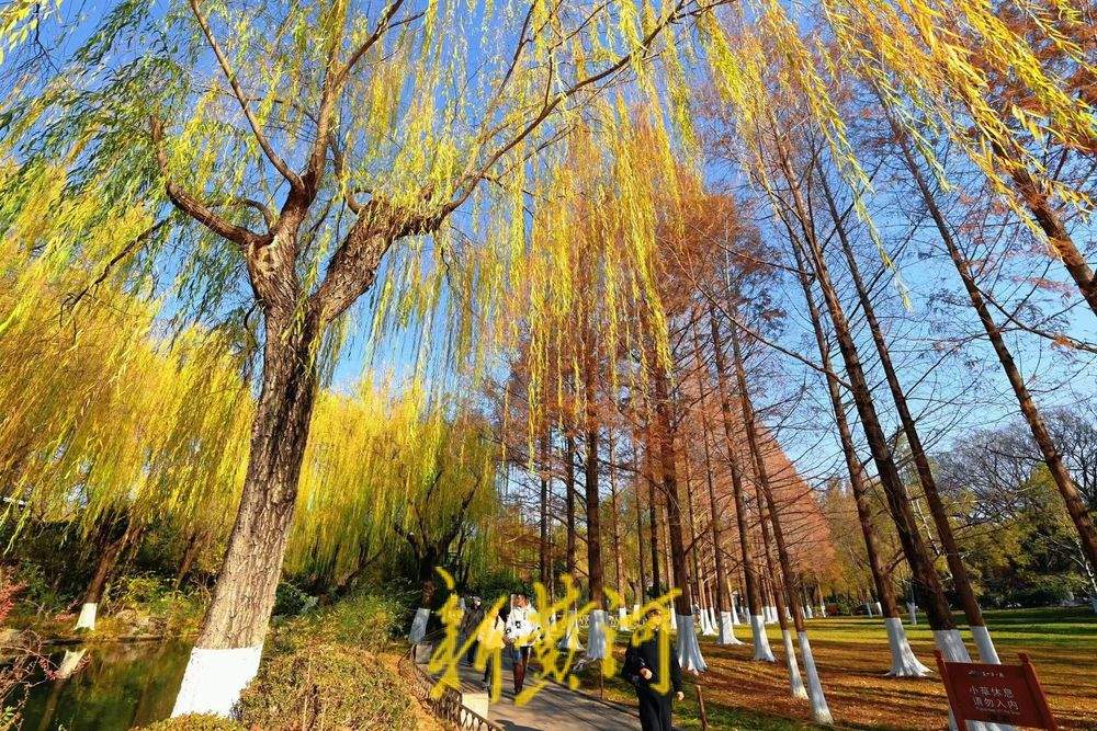 五龙潭水杉翠柳相映，红绿相间扮靓泉城冬日