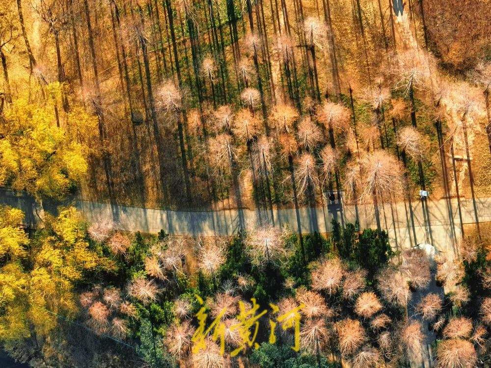 一年四季 泉在济南丨冬日“秋景” 济南森林公园彩叶斑斓宛若巨幅油画