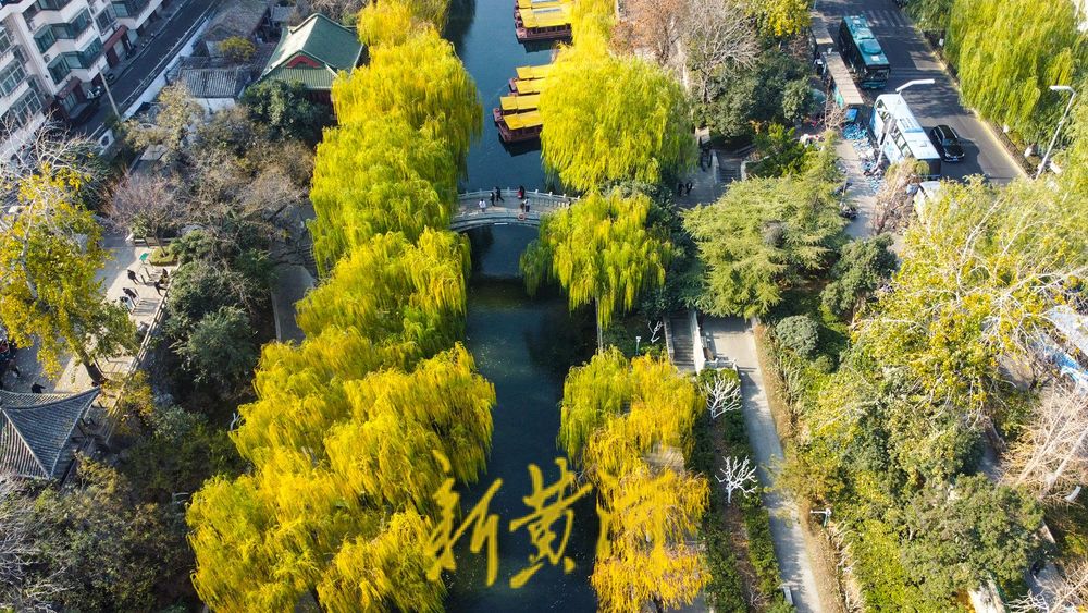 垂柳依依色彩斑斓，济南冬日护城河畔诗意浓