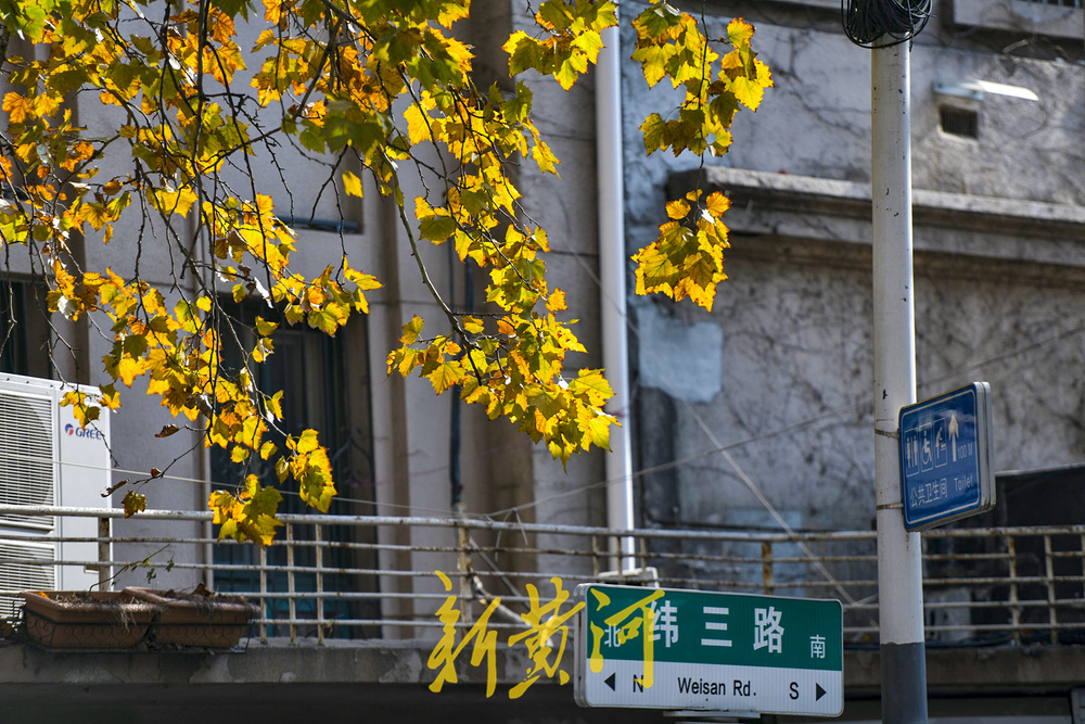 一年四季 泉在济南丨百年法桐织就“金色时光隧道” 济南老商埠冬日披金装