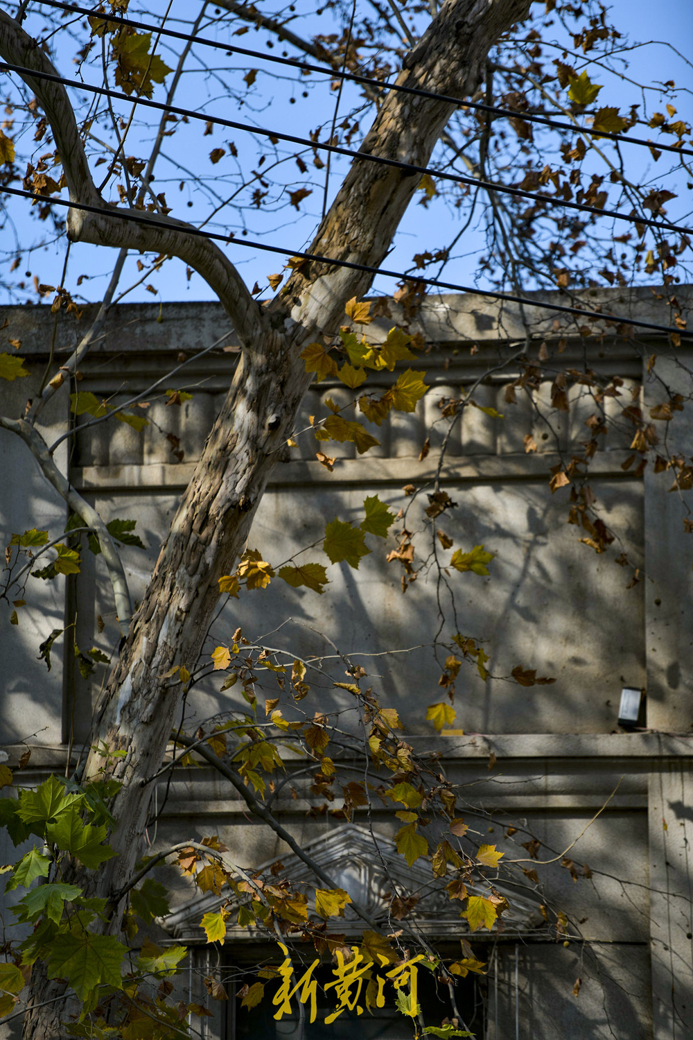 一年四季 泉在济南丨百年法桐织就“金色时光隧道” 济南老商埠冬日披金装