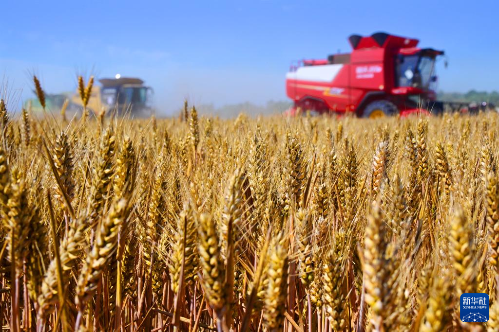 经济大省挑大梁 | “齐鲁粮仓”