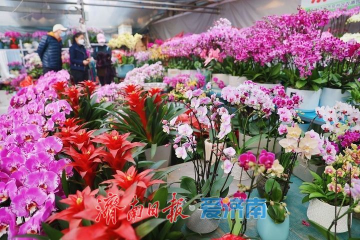 一年四季 泉在济南丨元旦临近 鲜花走俏