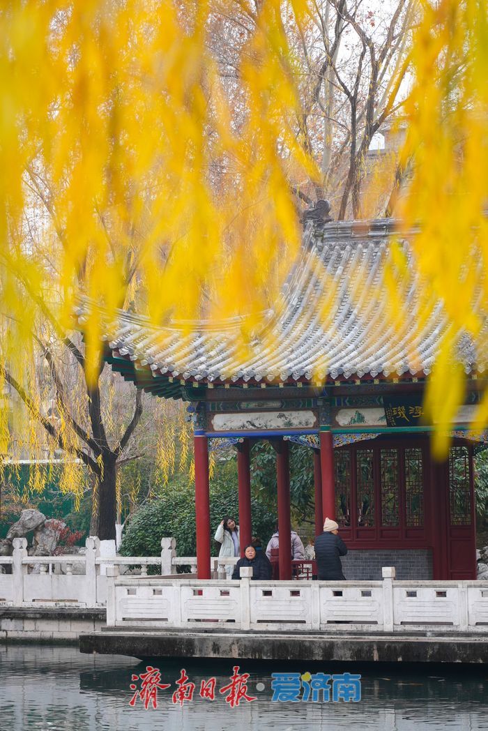 一年四季 泉在济南丨金叶映泉 珍珠泉冬日诗境惹人醉