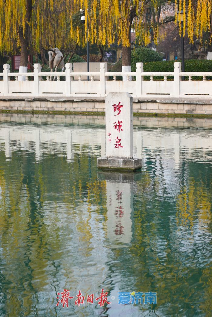 一年四季 泉在济南丨金叶映泉 珍珠泉冬日诗境惹人醉