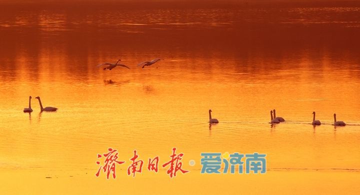 天鹅翩跹绘就冬日生态盛景